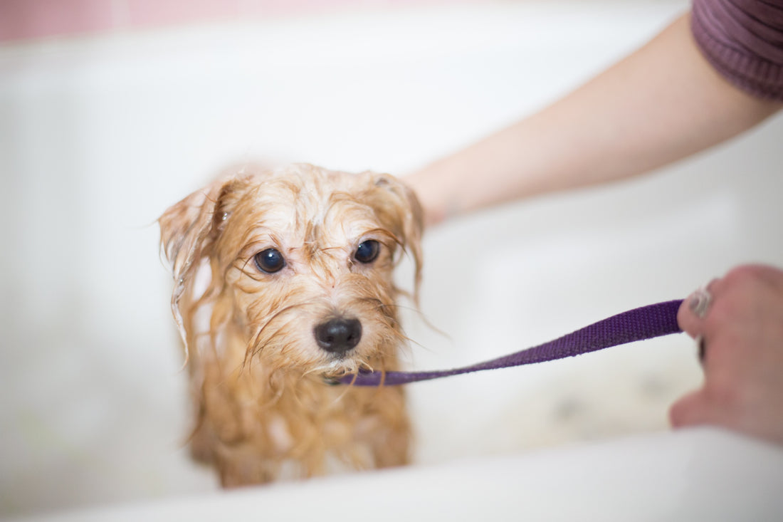 How to Spot the Early Signs of Flea Infestation in Your Pet: A Comprehensive Guide