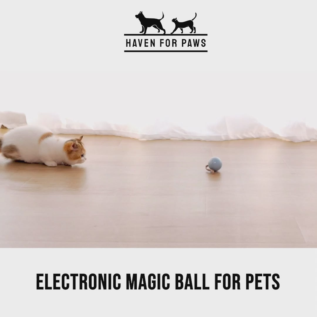 Magic Ball For Pets